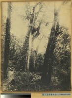 阿里山神木全景藏品圖，第1張